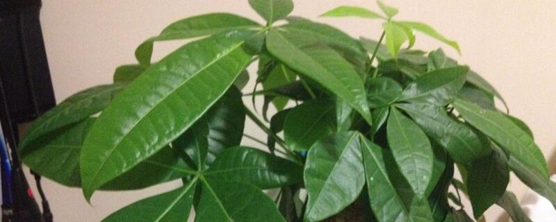 开业送什么盆栽植物（开业送什么盆栽植物好呢）