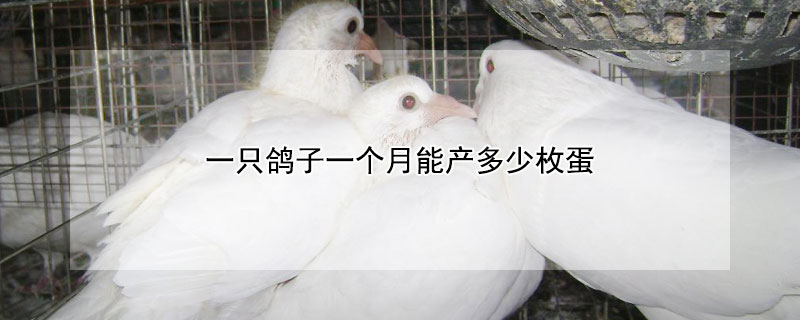 一只鸽子一个月能产多少枚蛋 养500对鸽子一年能赚多少钱