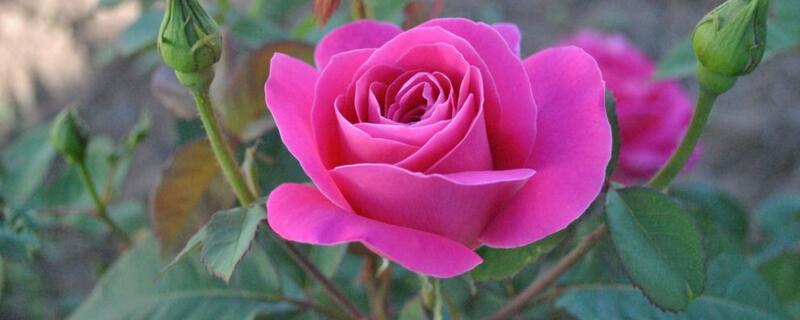 花中皇后是什么花（中国花中皇后是什么花）