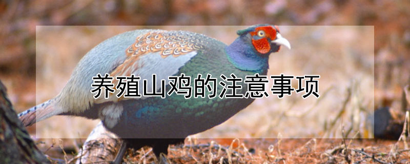 养殖山鸡的注意事项 养殖山鸡需要什么手续