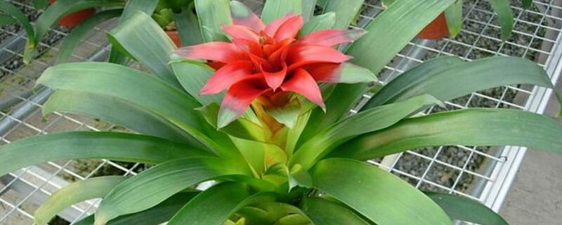 过年摆什么花好（过年摆什么花好风水）