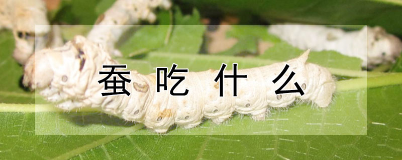 蚕吃什么 蚕吃什么代替桑叶