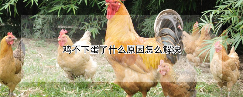 鸡不下蛋了什么原因怎么解决（冬天鸡不下蛋了什么原因怎么解决）