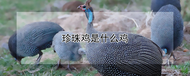 珍珠鸡是什么鸡 珍珠鸡是什么鸡品种