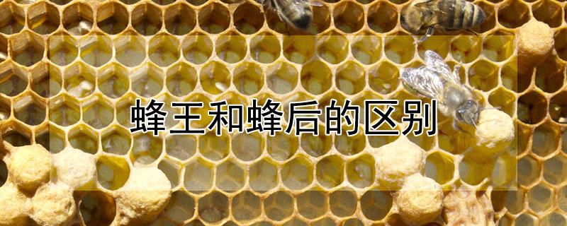 蜂王和蜂后的区别 蜂王和蜂后的区别是什么