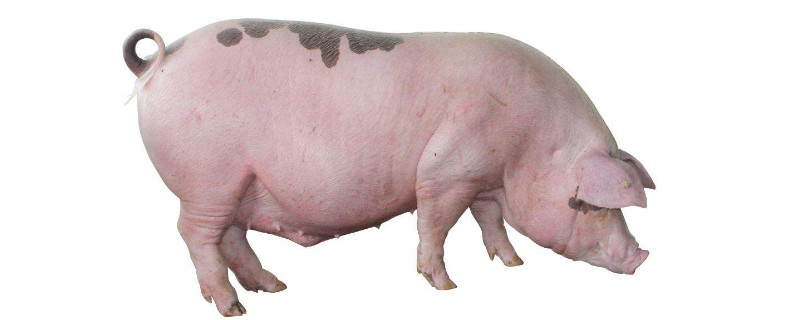 怎么养猪省钱长得又快（怎么养猪省钱长得又快又好养）