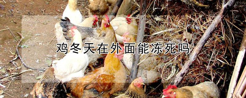 鸡冬天在外面能冻死吗 鸡冬天在外面能冻死吗为什么
