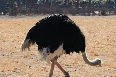 鸵鸟养殖环境要求