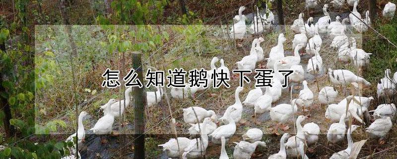 怎么知道鹅快下蛋了（怎么知道鹅快下蛋了没）