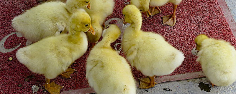 小鹅啄毛怎么应急处理（雏鹅啄背毛解决方法）