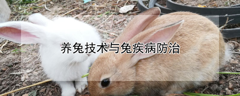 养兔技术与兔疾病防治（养兔技术与兔疾病防治兔病专家）