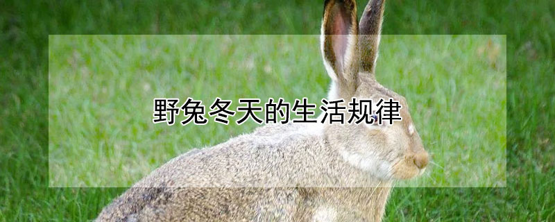 野兔冬天的生活规律 野兔冬天的生活规律有哪些