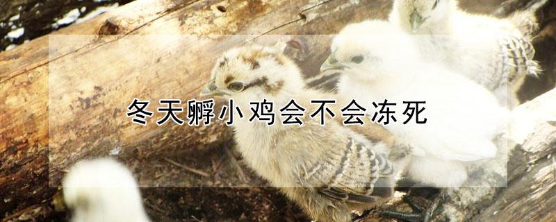 冬天孵小鸡会不会冻死 冬天孵小鸡会不会冻死掉