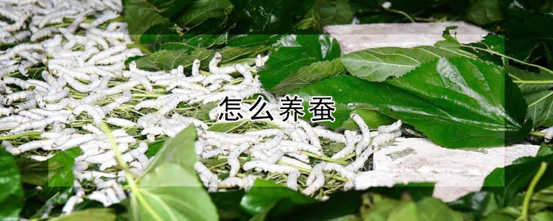 怎么养蚕 怎么养蚕卵