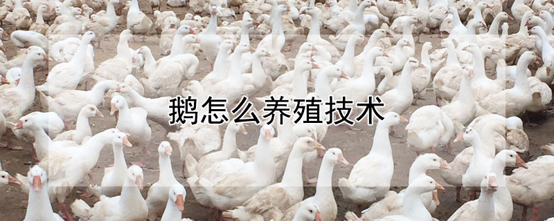 鹅怎么养殖技术 鹅怎么养殖技术视频