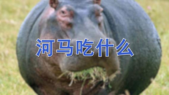 河马吃什么（河马吃什么食物为生）