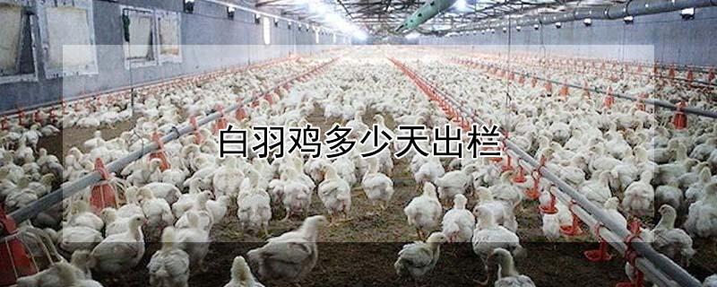 白羽鸡多少天出栏（鸡多少天出栏）