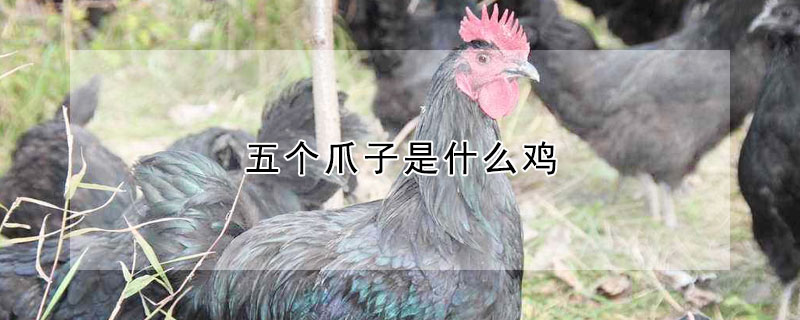 五个爪子是什么鸡 五个爪子是什么鸡