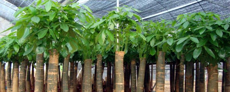 客厅适合放什么大盆栽 客厅适合放什么大盆栽植物