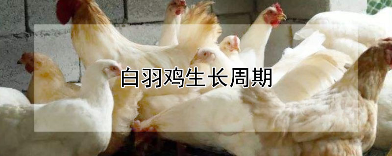 白羽鸡生长周期 白羽鸡是激素鸡吗