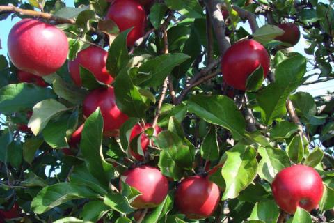 苹果树先开花先出叶