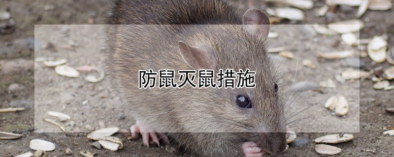 防鼠灭鼠措施 防鼠灭鼠措施怎么写