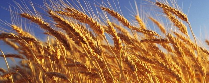 冬小麦和春小麦的区别（冬小麦和春小麦的区别哪个在北方）