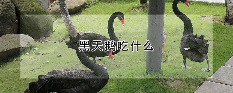 黑天鹅吃什么 黑天鹅吃什么蔬菜