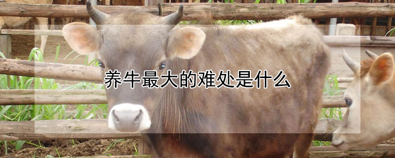 养牛最大的难处是什么（养牛最大的难处是什么 新闻）