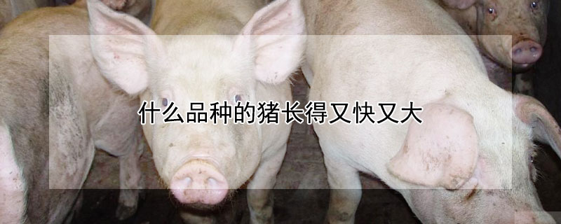 什么品种的猪长得又快又大 什么品种的猪长的快大