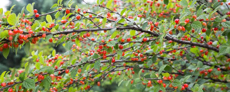 车厘子树先开花还是先长叶 车厘子是先长叶后来花吗