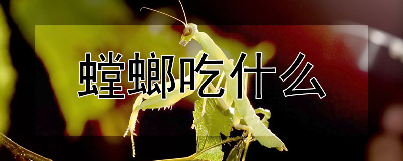 螳螂吃什么 螳螂吃什么食物