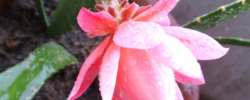 令箭荷花用高盆还是小盆栽好（令箭荷花用深盆还是浅盆）