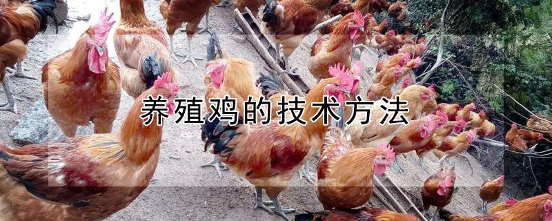 养殖鸡的技术方法（养殖鸡的技术方法视频）