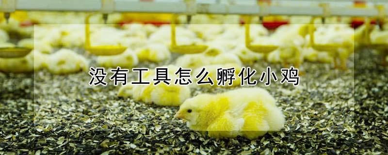 没有工具怎么孵化小鸡（没有工具怎么孵化小鸡?）