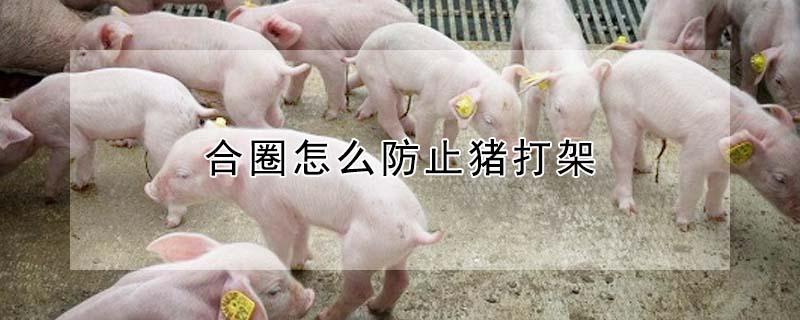 合圈怎么防止猪打架（怎样防止猪合群时打架）
