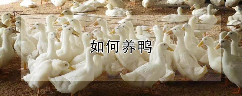 如何养鸭（养鸭的技术和方法）