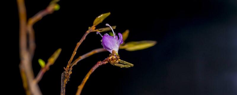 干枝杜鹃有毒吗 干枝杜鹃会开花吗