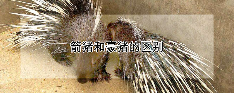 箭猪和豪猪的区别（箭猪和豪猪的区别是什么）