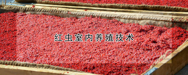 红虫室内养殖技术（家养红虫最简单方法）