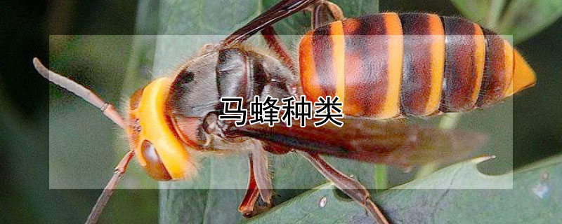 马蜂种类 中国十大毒蜂王