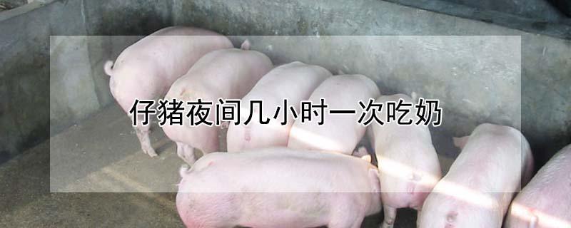 仔猪夜间几小时一次吃奶（仔猪夜间几小时一次吃奶粉）