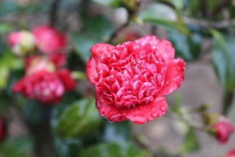 北方能过冬的庭院花