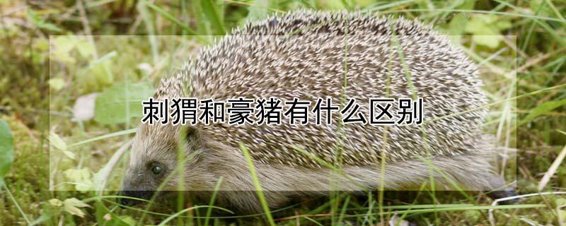 刺猬和豪猪有什么区别 刺猬为什么不能捡回家