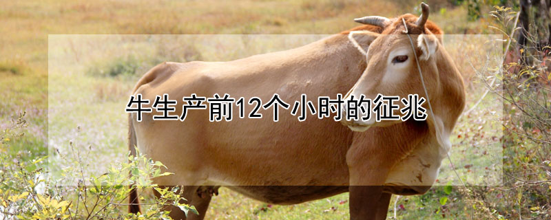 牛生产前12个小时的征兆（怎样判断母牛要生了）