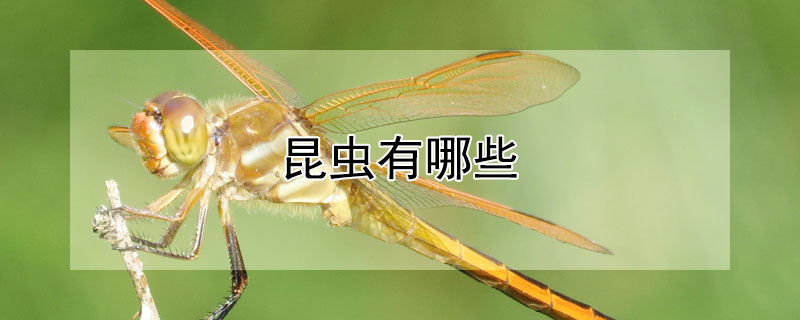 昆虫有哪些（昆虫有哪些?他们的特点是什么?）