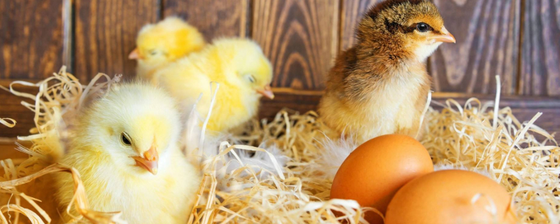 小鸡啄毛怎么回事（小鸡啄毛什么原因）