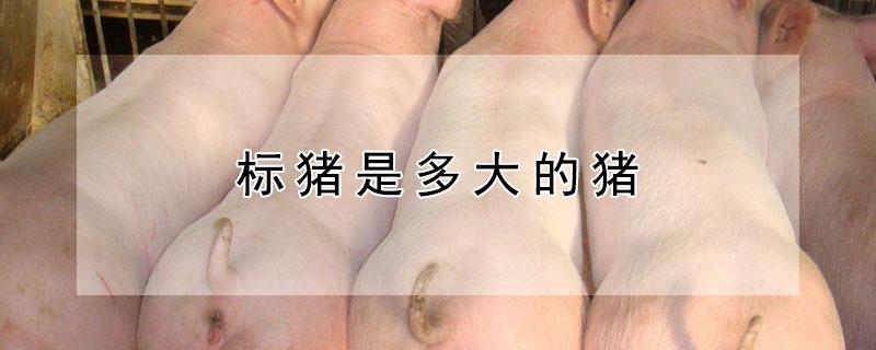 标猪是多大的猪 多大的猪算标猪