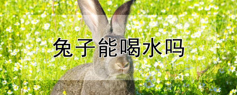 兔子能喝水吗 兔子能喝水吗最佳答案