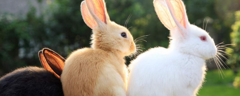兔子吃什么长得快又胖（兔子吃什么长得快又胖视频）